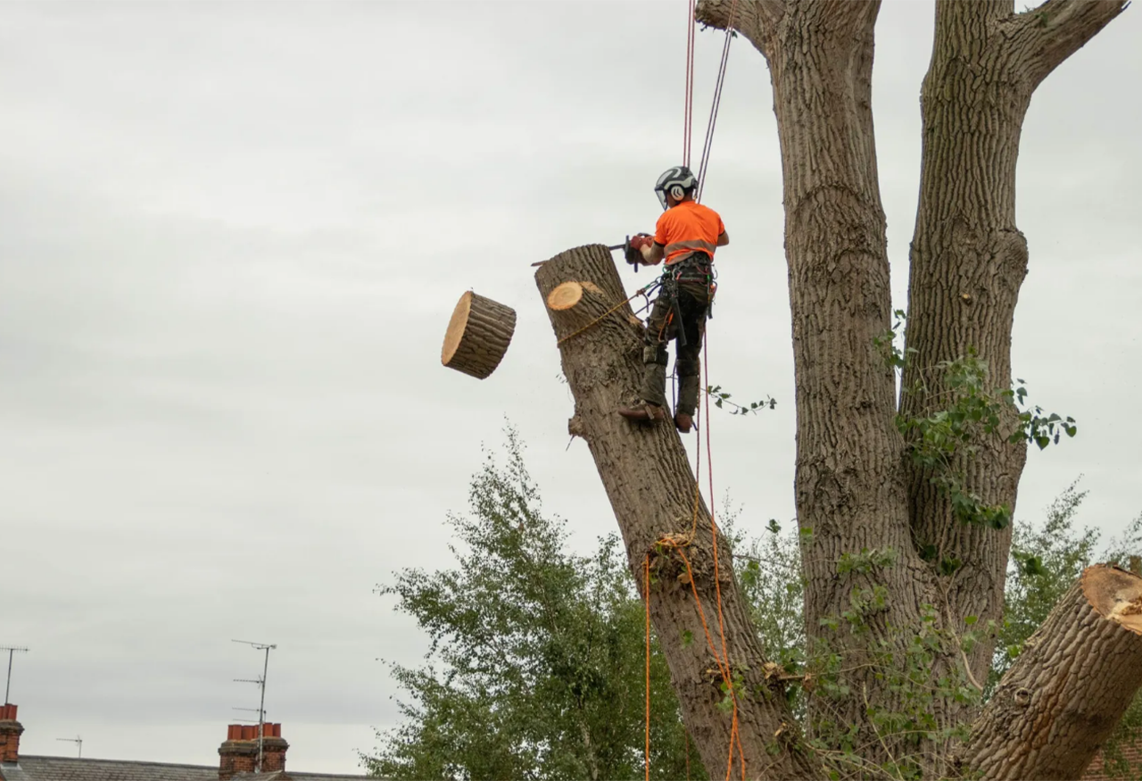 tree-being-cutting-down-in-sections